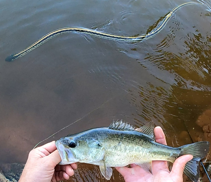 Bass Fishing and Snakes