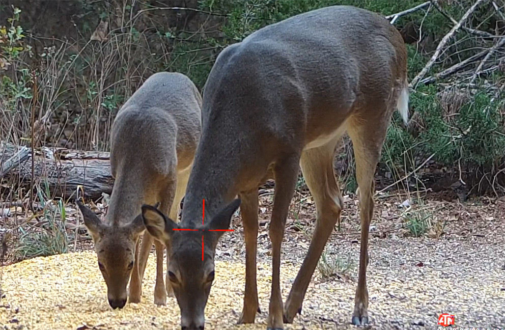 Doe and Fawn