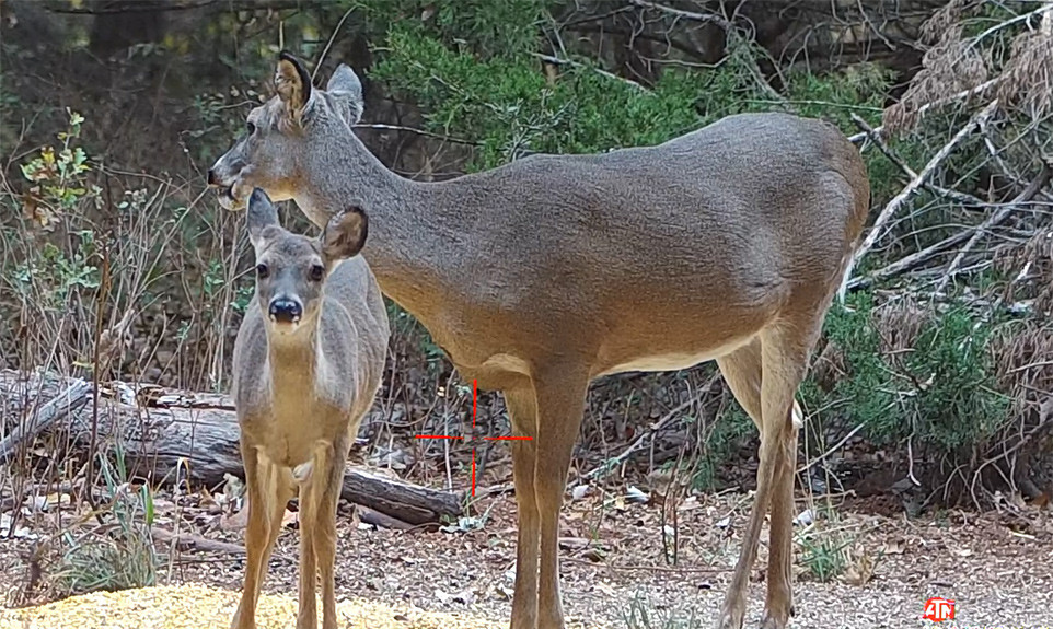 Doe and Fawn