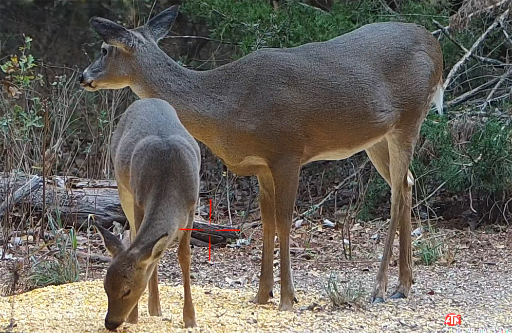 Doe and Fawn