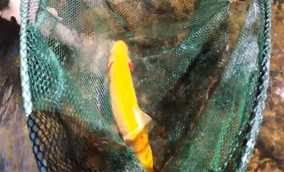 Golden Rainbow Trout