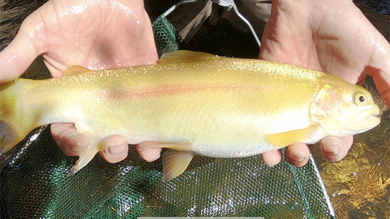 Golden Rainbow Trout