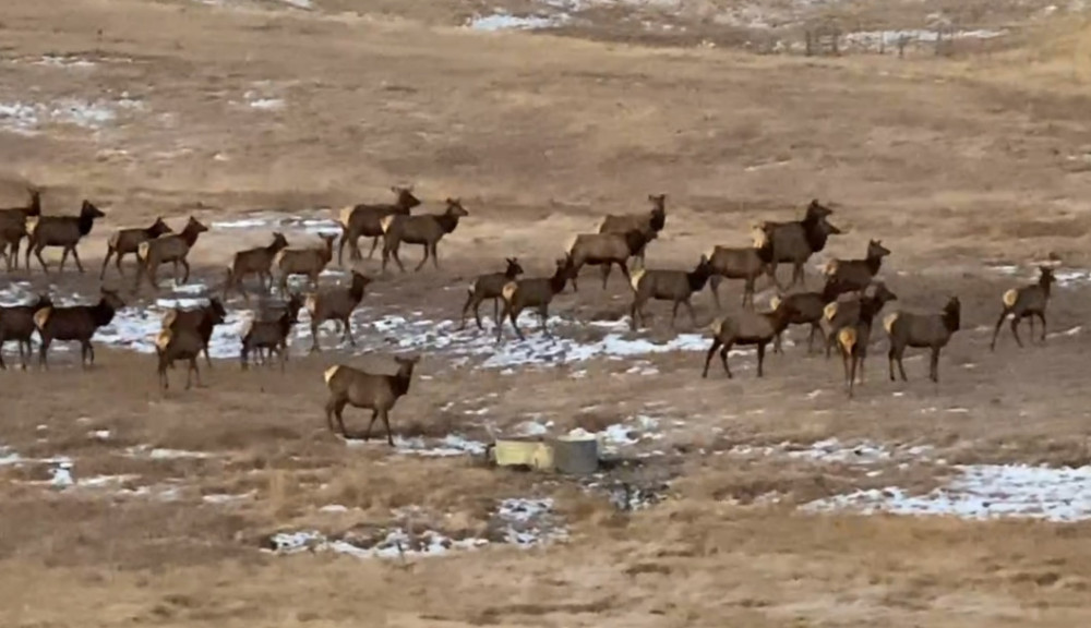 Elk Herd