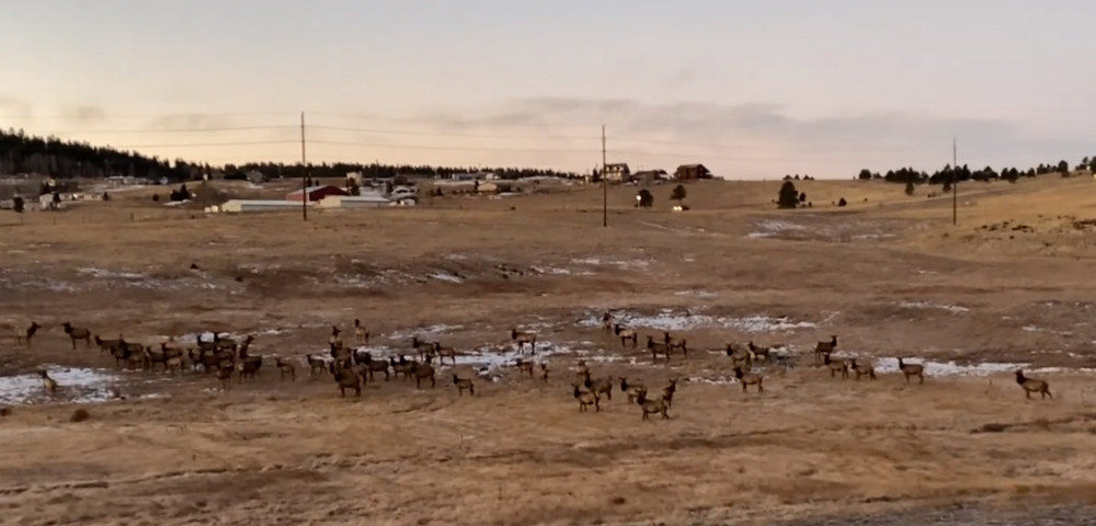 Elk Herd