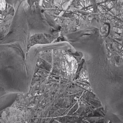 White Tailed Deer and Protective Mother