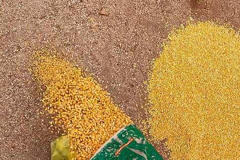 Pour bag of corn on the ground