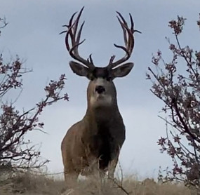 Trophy Buck