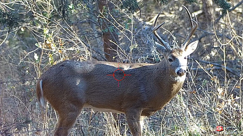 White Tailed Buck