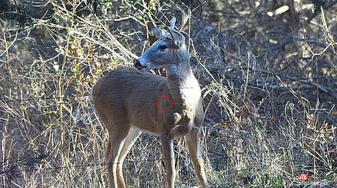 White Tailed Buck