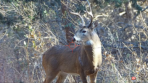 White Tailed Buck