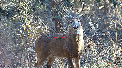 White Tailed Buck