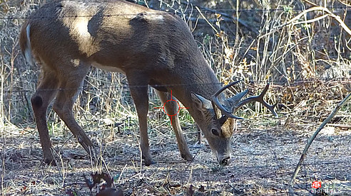 White Tailed Buck