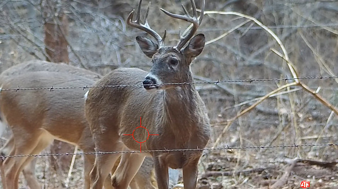 Deer Hunting 10 Point Buck Crossbow