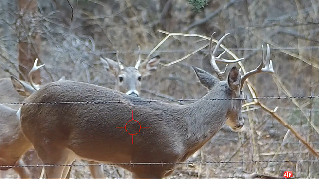 Deer Hunting 10 Point Buck Crossbow