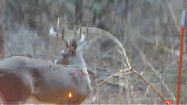 Deer Hunting 10 Point Buck Crossbow