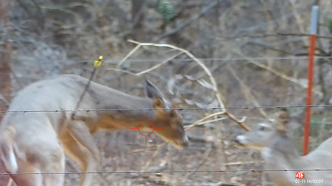 Deer Hunting 10 Point Buck Crossbow