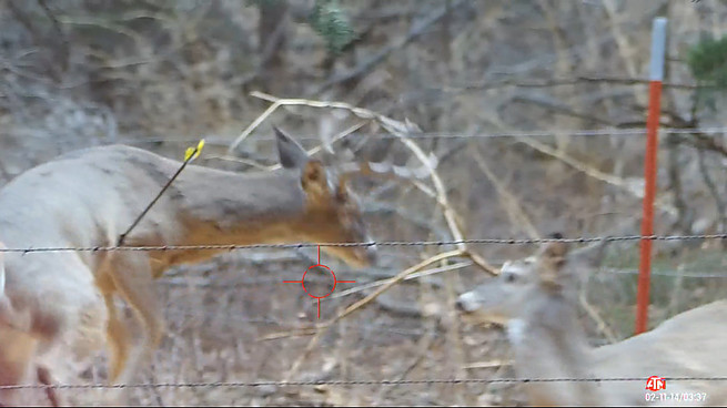 Deer Hunting 10 Point Buck Crossbow