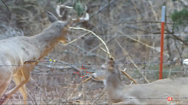Deer Hunting 10 Point Buck Crossbow
