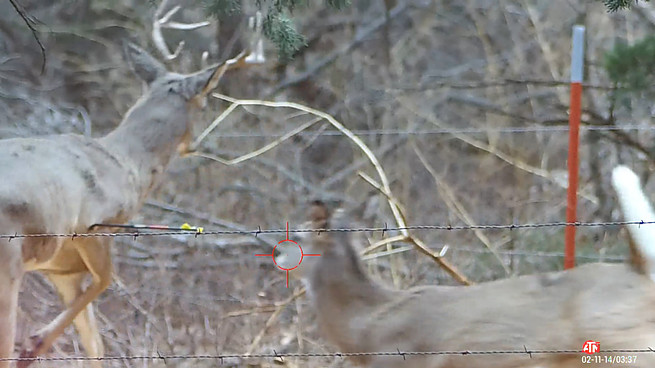 Deer Hunting 10 Point Buck Crossbow