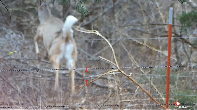 Deer Hunting 10 Point Buck Crossbow