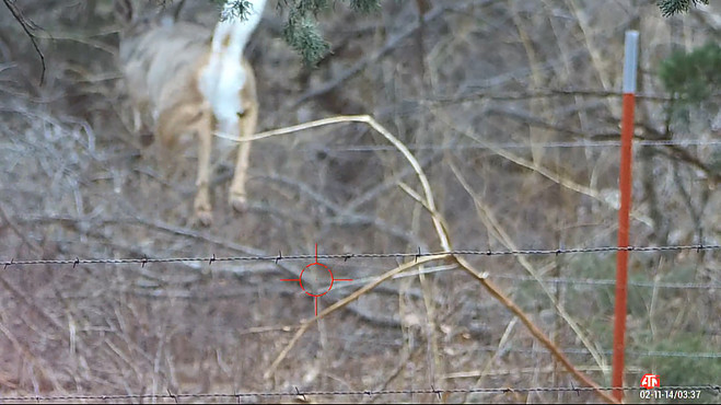 Deer Hunting 10 Point Buck Crossbow