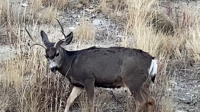 Mule Deer in Colorado