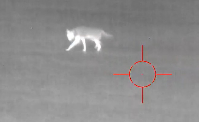 Coyote Hunting with Thermal Scope