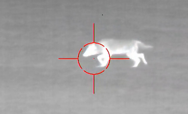 Coyote Hunting with Thermal Scope