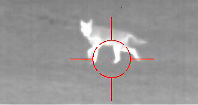 Coyote Hunting with Thermal Scope