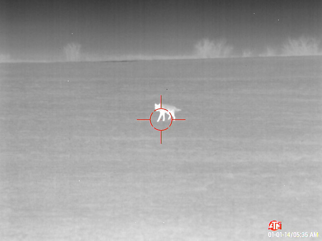 Coyote Hunting with Thermal Scope