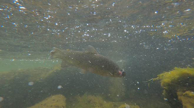 Rainbow Trout at Eleven Mile Canyon