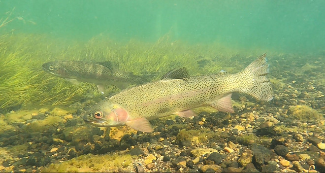 Rainbow Trout at Eleven Mile Canyon