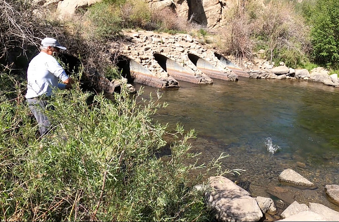 Rainbow Trout Catch