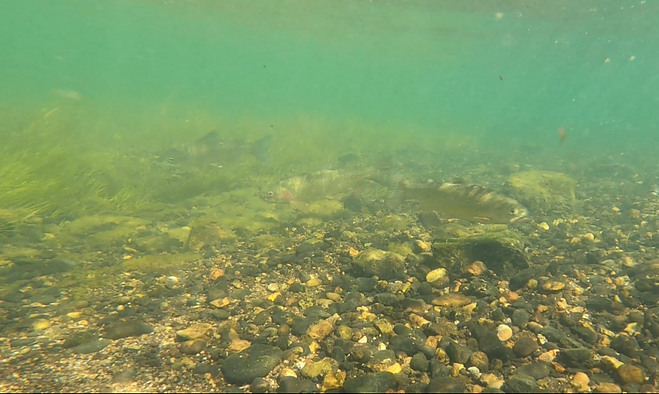 Rainbow Trout Underwater