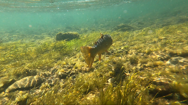 Rainbow Trout Underwater