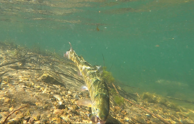 Trout Catch Underwater View