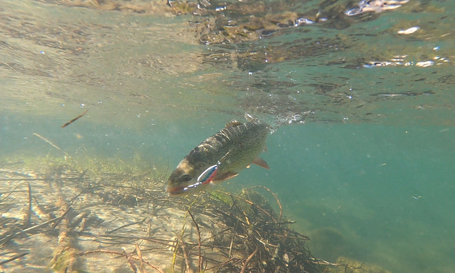 Trout Fishing Underwater Photo