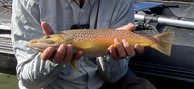 Big Brown Trout Caught in the Miramonte Reservoir