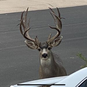 Mule Deer Buck in Front Yard Castle Rock Colorado