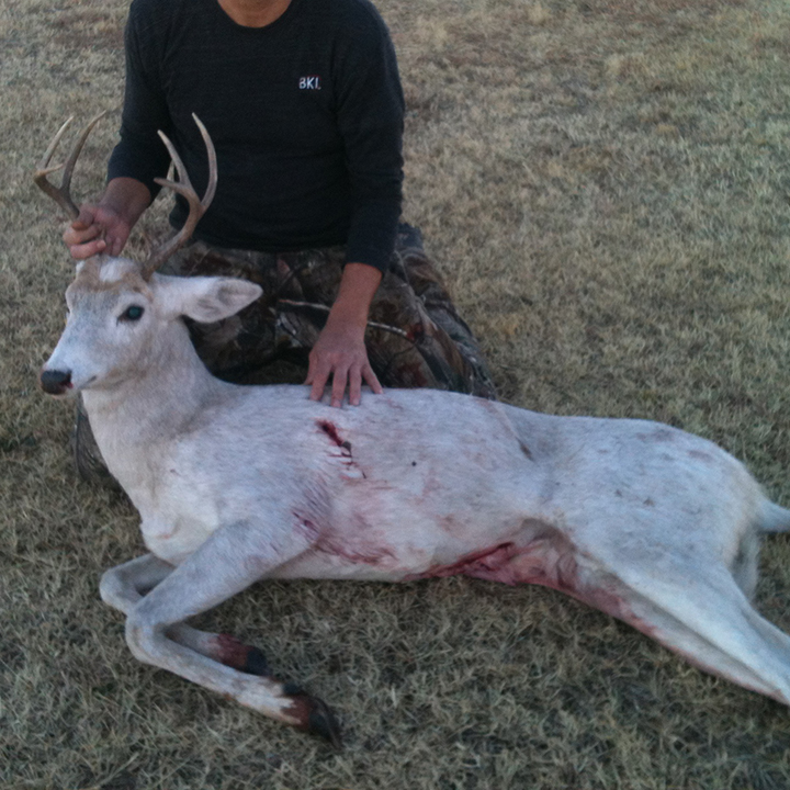 White Buck from Oklahoma