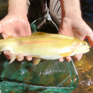 Golden Rainbow Trout