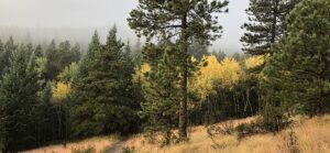 Elk Meadow Trail Evergreen, CO