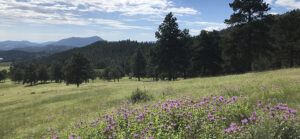 Elk Meadow Trail Evergreen, CO