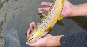 Trout Fishing Videos