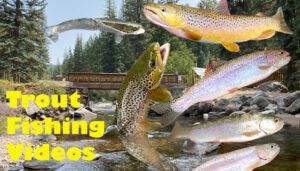Trout Fishing Videos