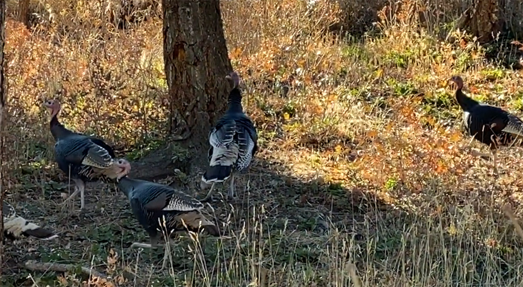 Wild Turkey Video