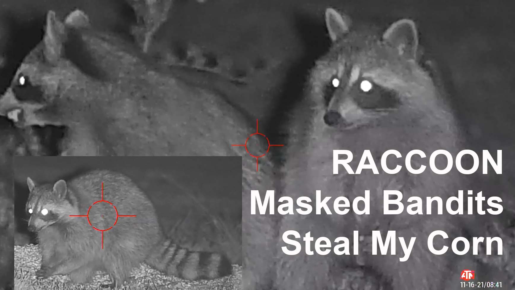 Raccoon Masked Bandits Steal My Corn