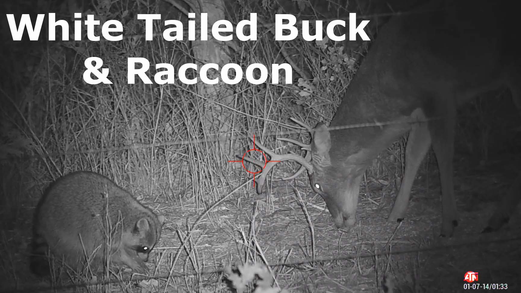 White Tailed Buck & Raccoon
