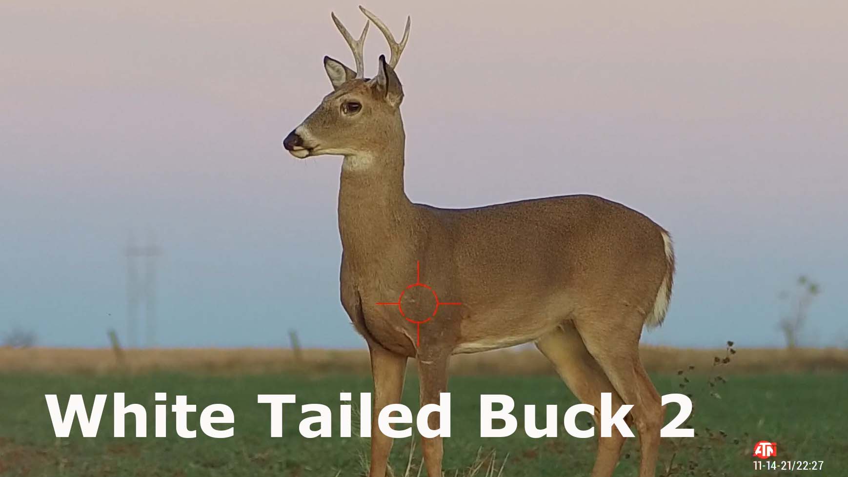 White Tailed Buck