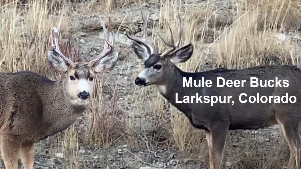 Mule Deer in Colorado